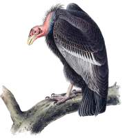 Vulture PNG