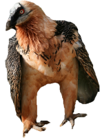 Vulture PNG