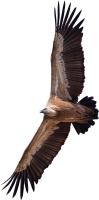 Vulture PNG