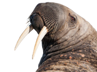 Walrus PNG image