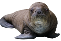 Walrus PNG image