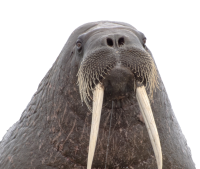 Walrus head PNG image