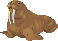 Walrus PNG