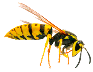 Wasp PNG
