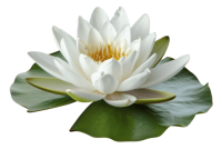 Water lily PNG