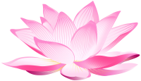 Water lily PNG