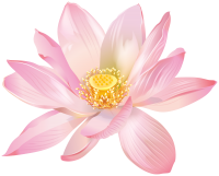 Water lily PNG