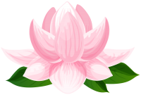 Water lily PNG