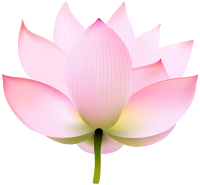 Water lily PNG