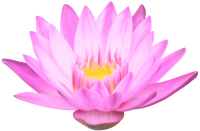 Water lily PNG