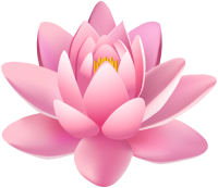 Water lily PNG