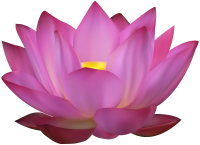 Water lily PNG