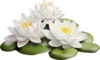 Water lily PNG