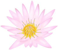 Water lily PNG