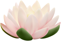 Water lily PNG