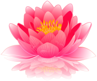 Water lily PNG