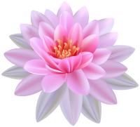Water lily PNG