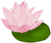 Water lily PNG