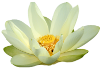 Water lily PNG