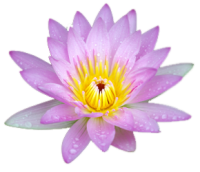 Water lily PNG