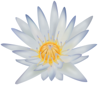 Water lily PNG