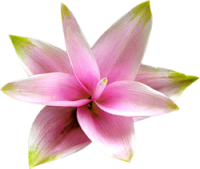 Water lily PNG