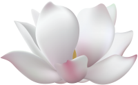 Water lily PNG