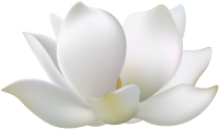 Water lily PNG