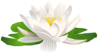 Water lily PNG
