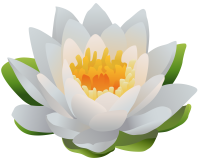 Water lily PNG