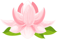 Water lily PNG