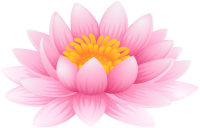 Water lily PNG