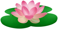 Water lily PNG
