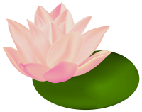 Water lily PNG
