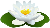 Water lily PNG