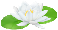 Water lily PNG