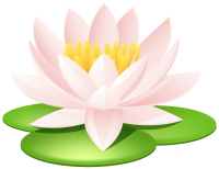 Water lily PNG