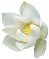 Water lily PNG