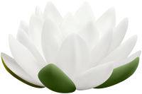 Water lily PNG