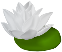 Water lily PNG
