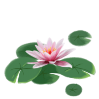 Water lily PNG