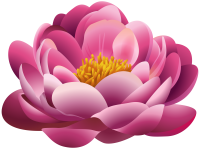 Water lily PNG