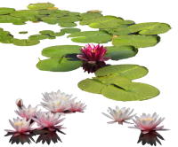Water lily PNG