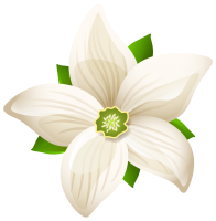Water lily PNG