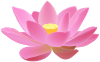Water lily PNG