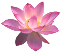 Water lily PNG