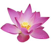 Water lily PNG