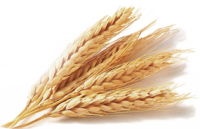 Пшеница PNG