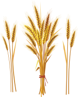 Пшеница PNG