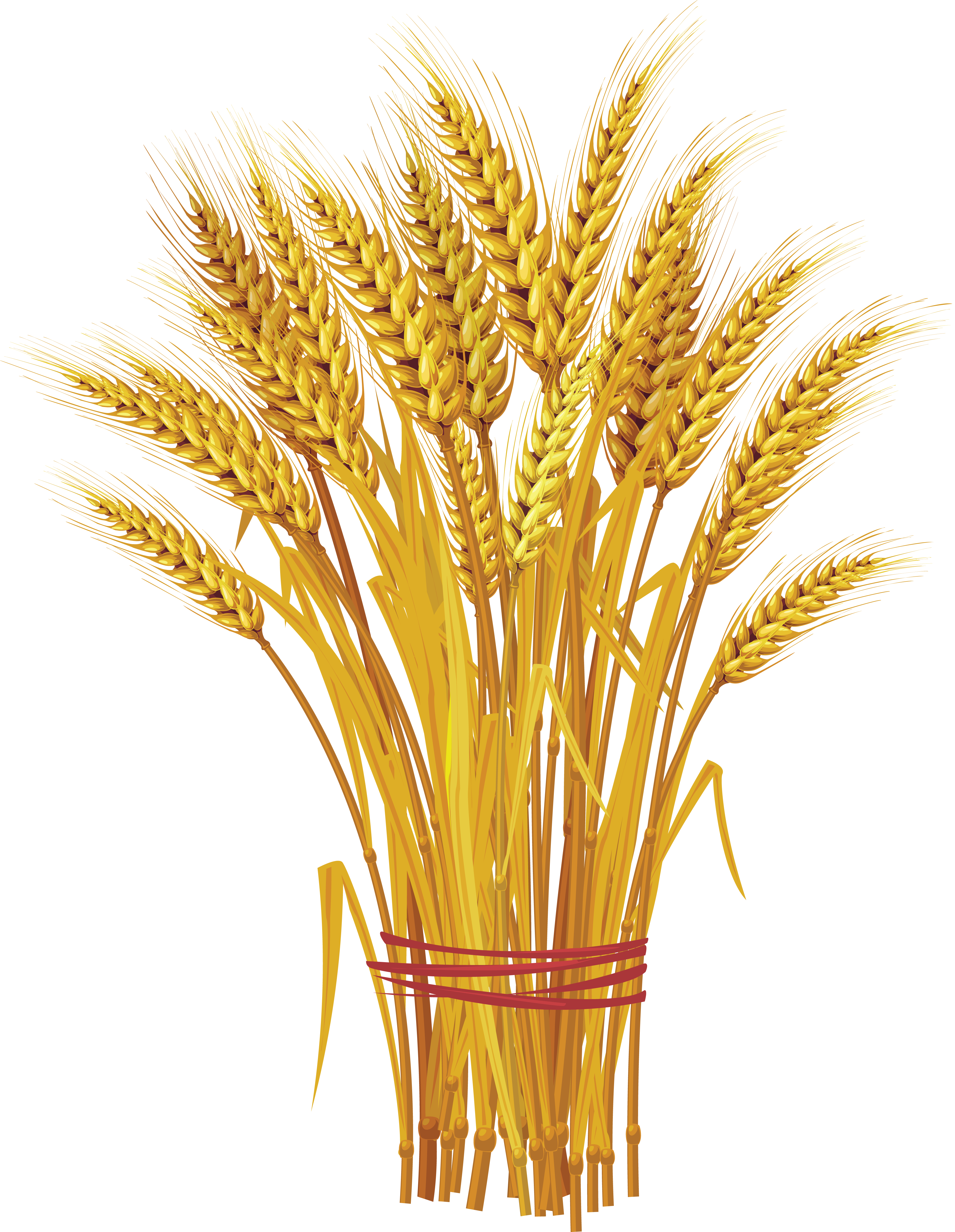 Wheat PNG